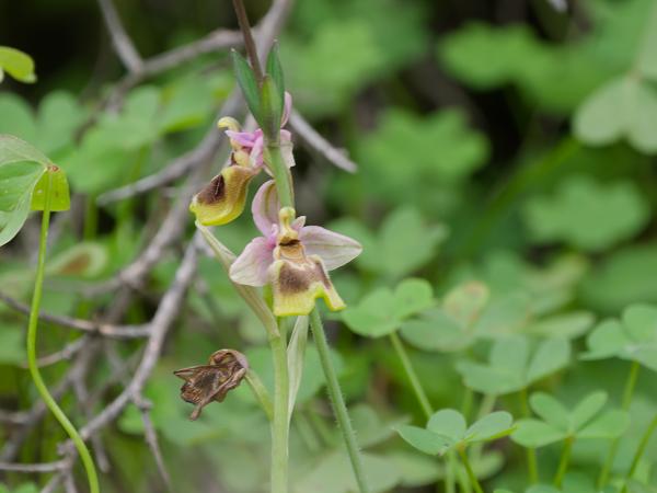 <h3><a href="/trips/kreta/biota/plantae/tracheophyta/liliopsida/asparagales/orchidaceae/ophrys tenthredinifera/ophrys tenthredinifera-nl.html">Ophrys&nbsp;tenthredinifera</a> / Sawfly&nbsp;orchid / Wolzwever&nbsp;ophrys</h3>OM-1 Mark II met OLYMPUS M.150-400mm F4.5, 1/500 sec  bij F5.0, ISO 2000, afstand 4.72&nbsp;m